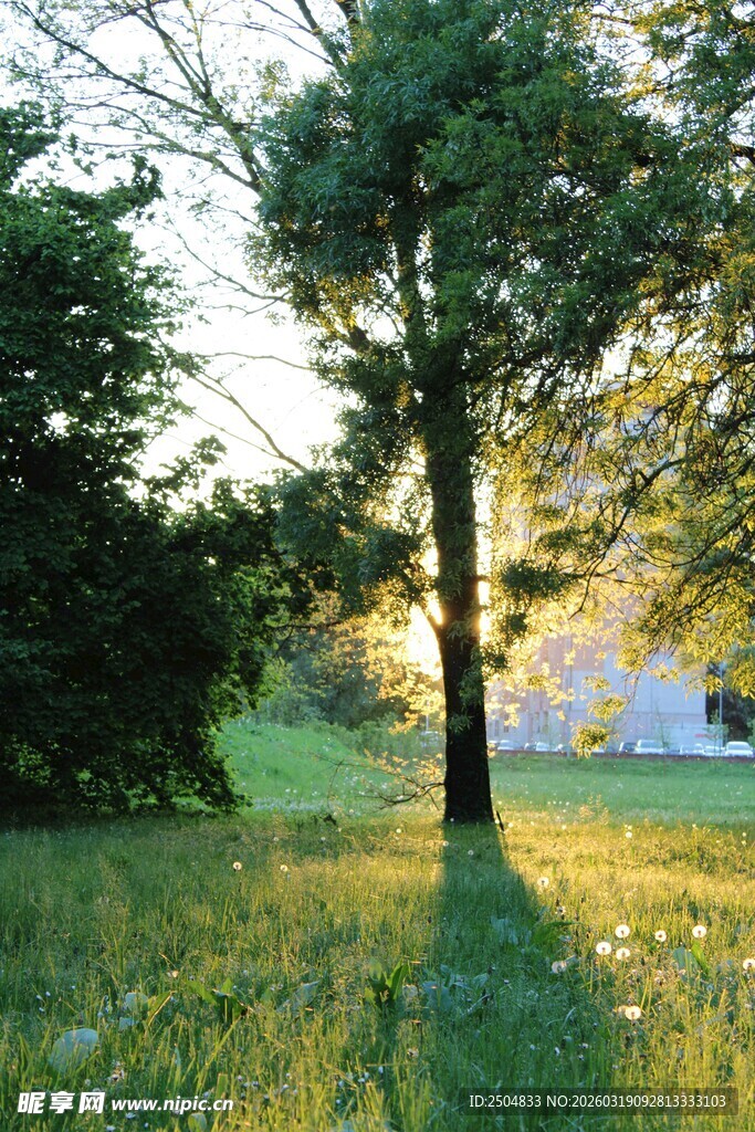 夕阳下的林间草地美景