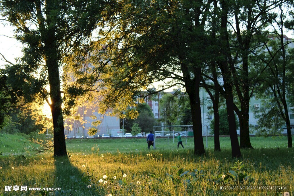 林间晨光下的静谧草地