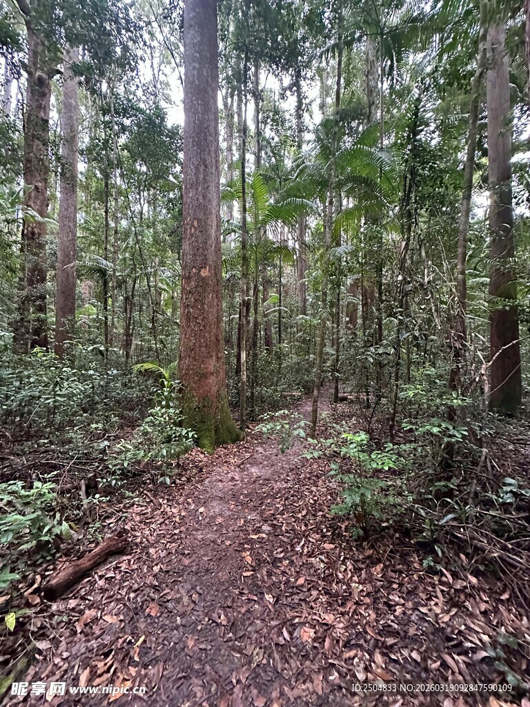 林间小径 静谧自然之景
