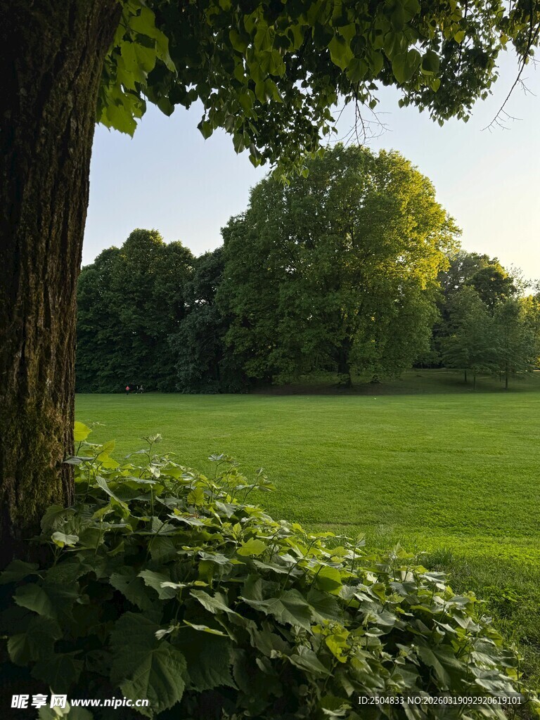 绿荫下的开阔草地美景