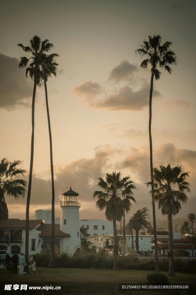 夕阳下的高大棕榈树景观