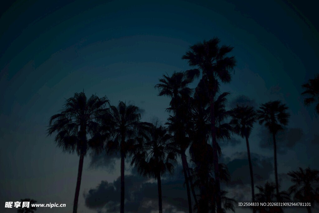 夜幕下的棕榈树剪影