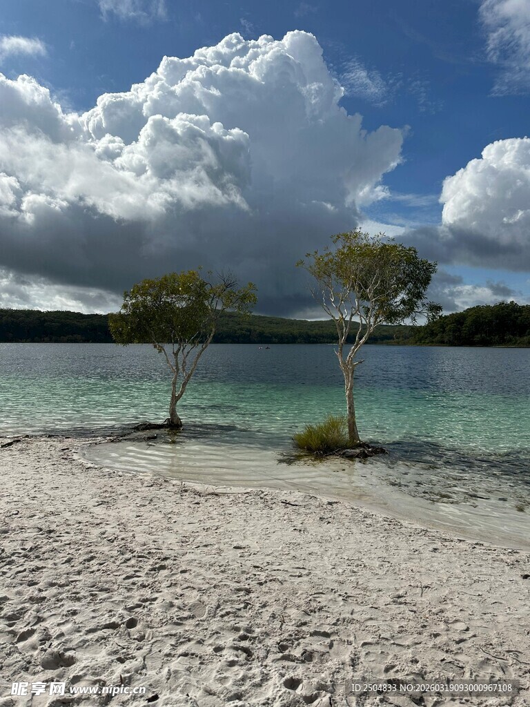 沙滩湖畔双树风景
