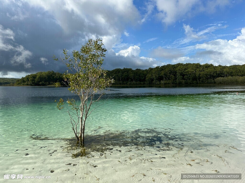 清澈湖中小树的自然美景