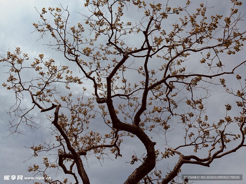 玉兰花树 枝头绽放芳华
