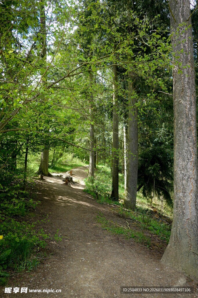 林间小径 绿意盎然的自然