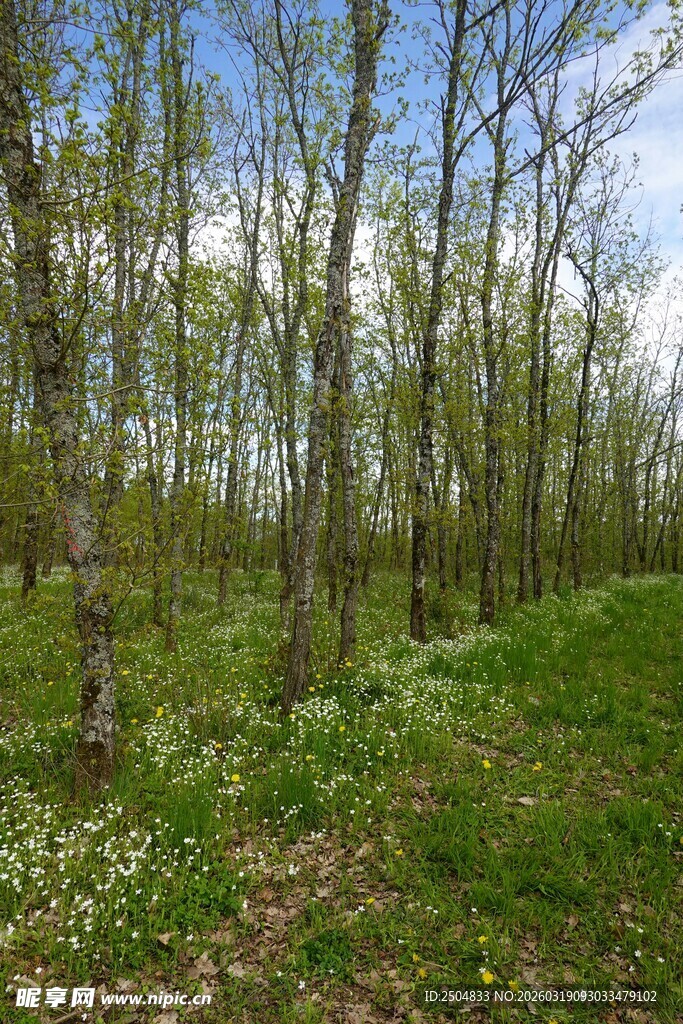 春日林间草地美景
