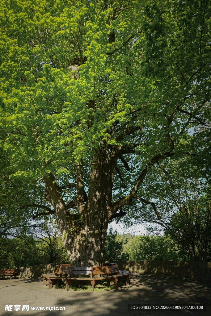 繁茂大树下的静谧角落