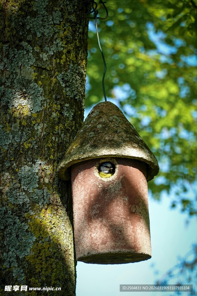 树上的精致小鸟窝