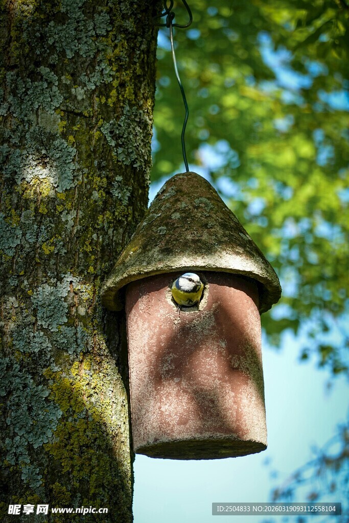 树上挂着的精致小鸟窝