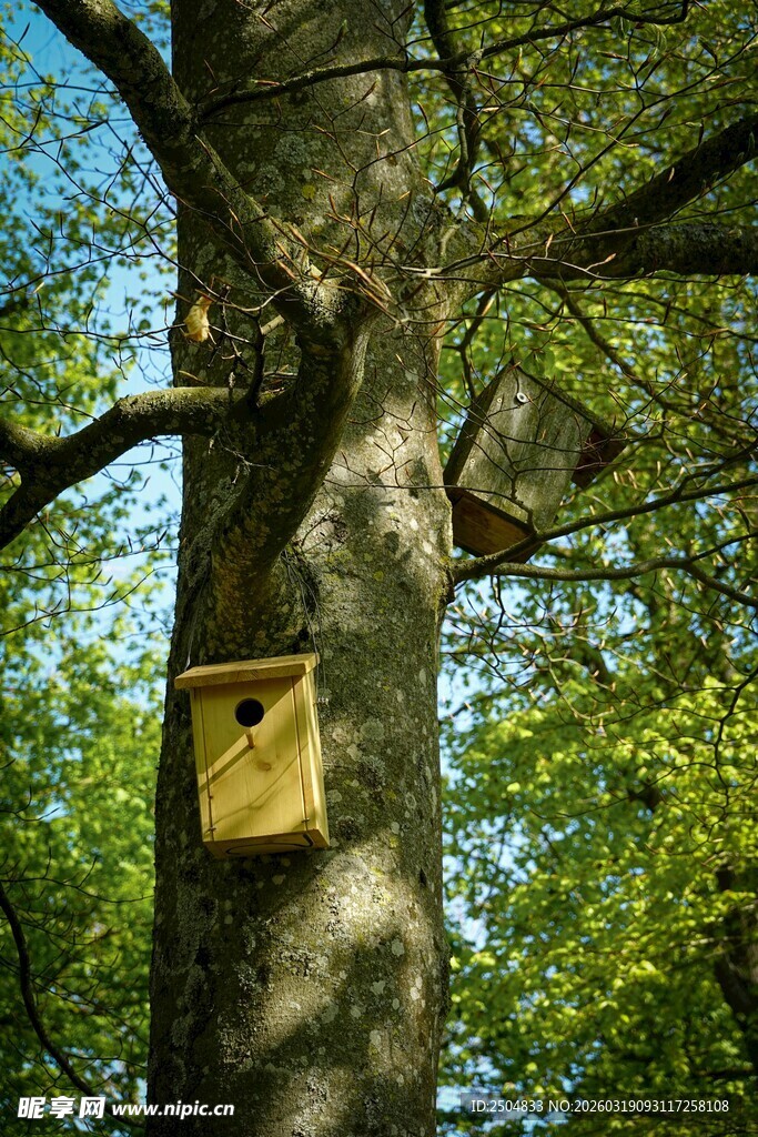 树上的精致鸟屋