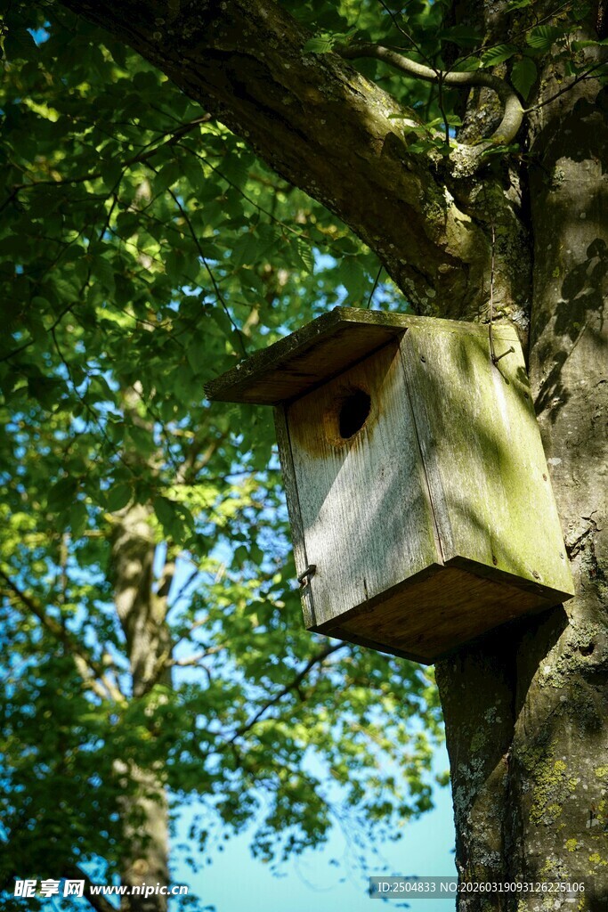 树上的木质小鸟窝