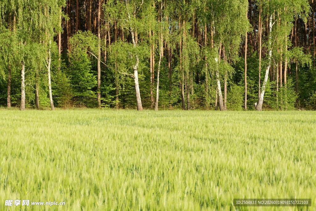 麦田与树林的自然景致