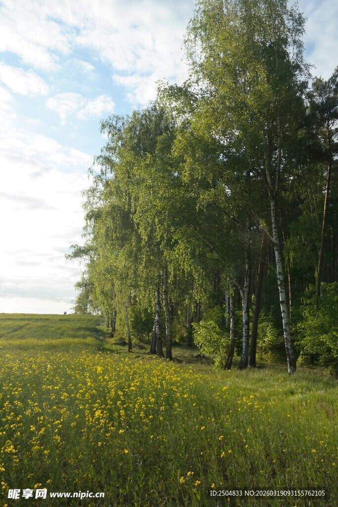 田野林间的烂漫风光
