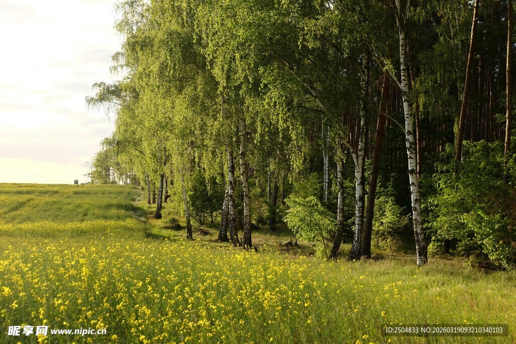 春日绿野 白桦与黄花景致
