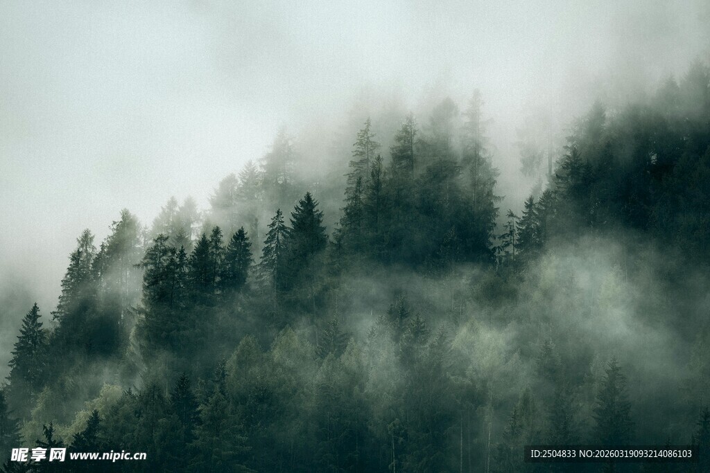 云雾缭绕的茂密山林