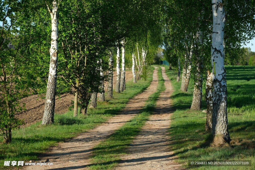 林间小道 静谧的自然风景
