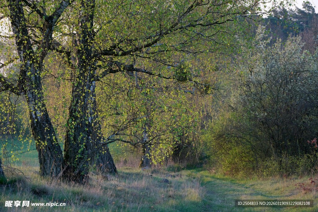 林间小径 秋日树木景致