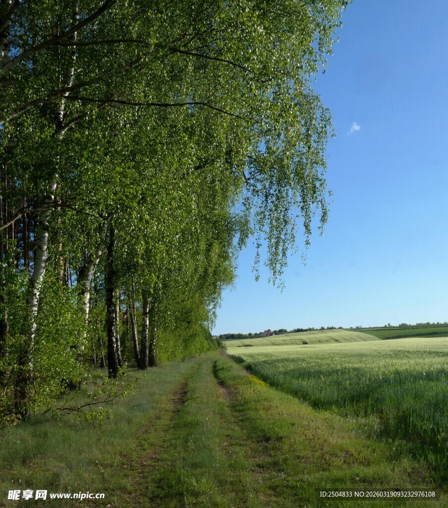 林间田野小道的清新风光