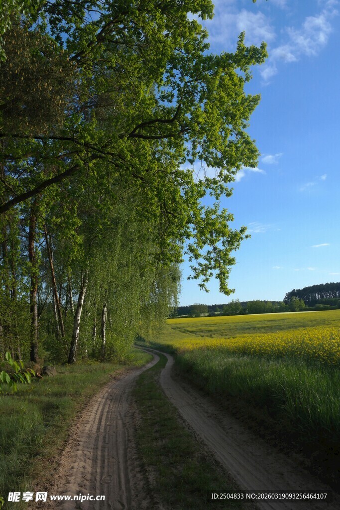 林间小径旁的葱郁田野