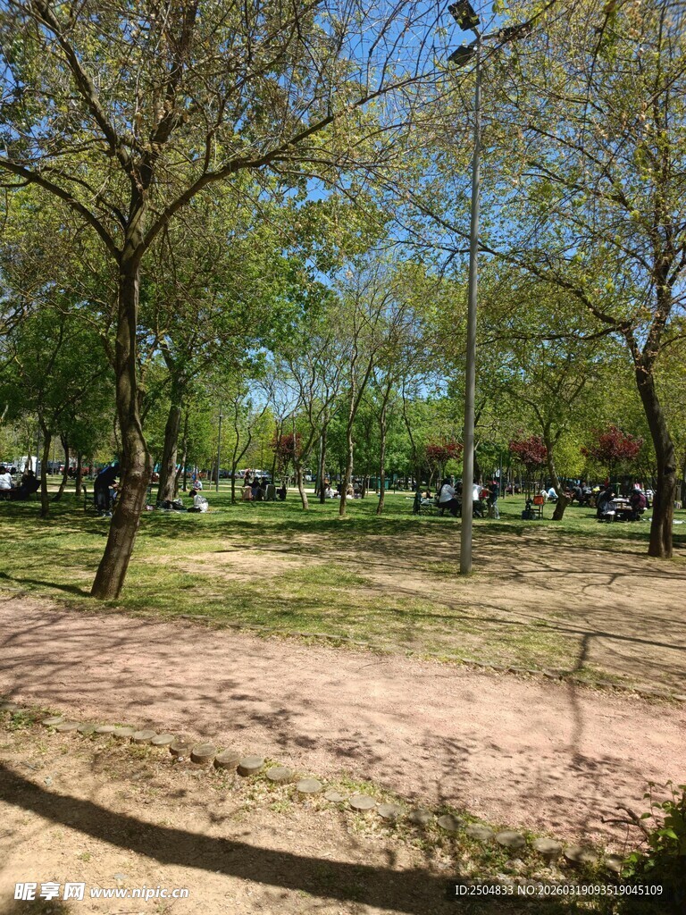 阳光照耀下的公园树林