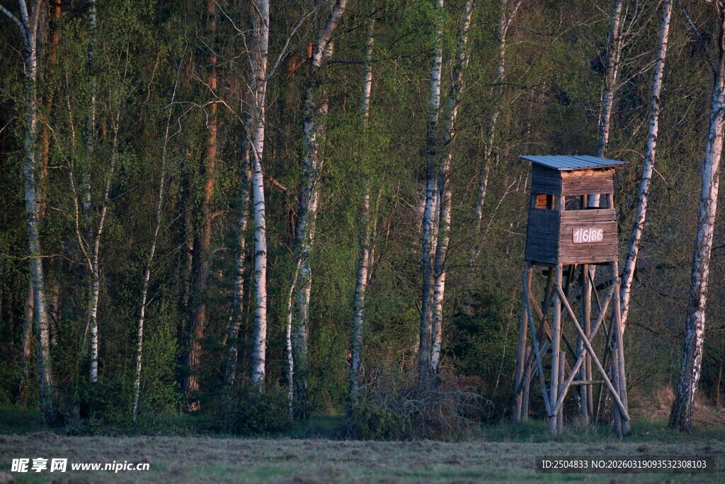 林中狩猎瞭望塔
