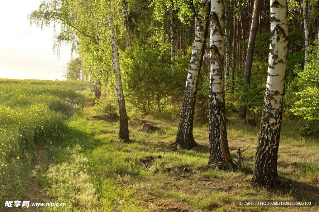 林间白桦树 绿意盎然