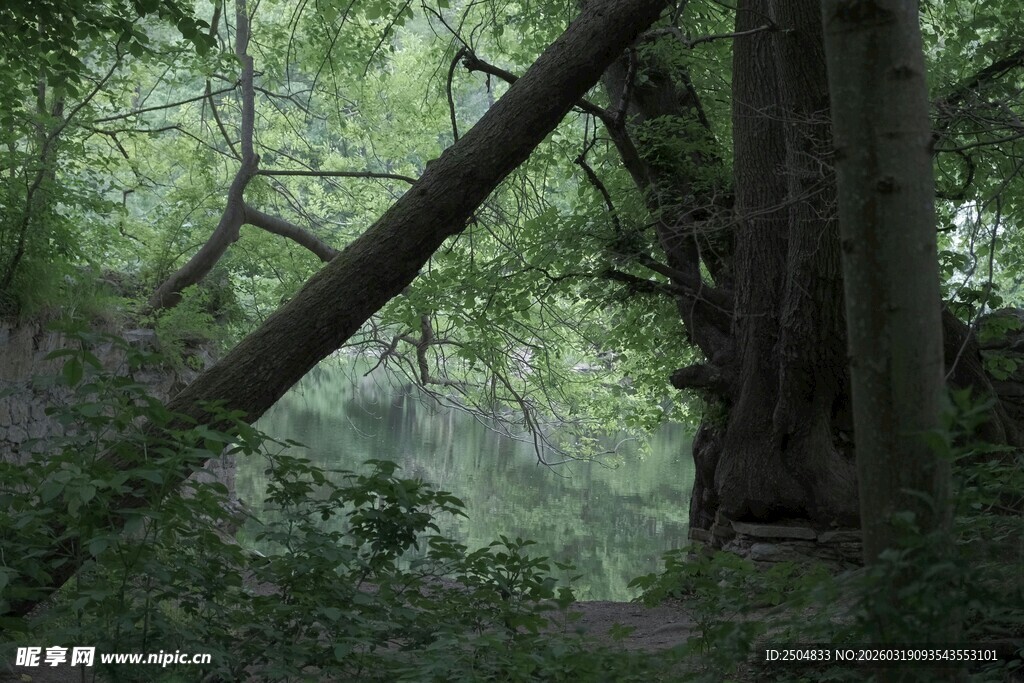 森林中倾斜的古老大树