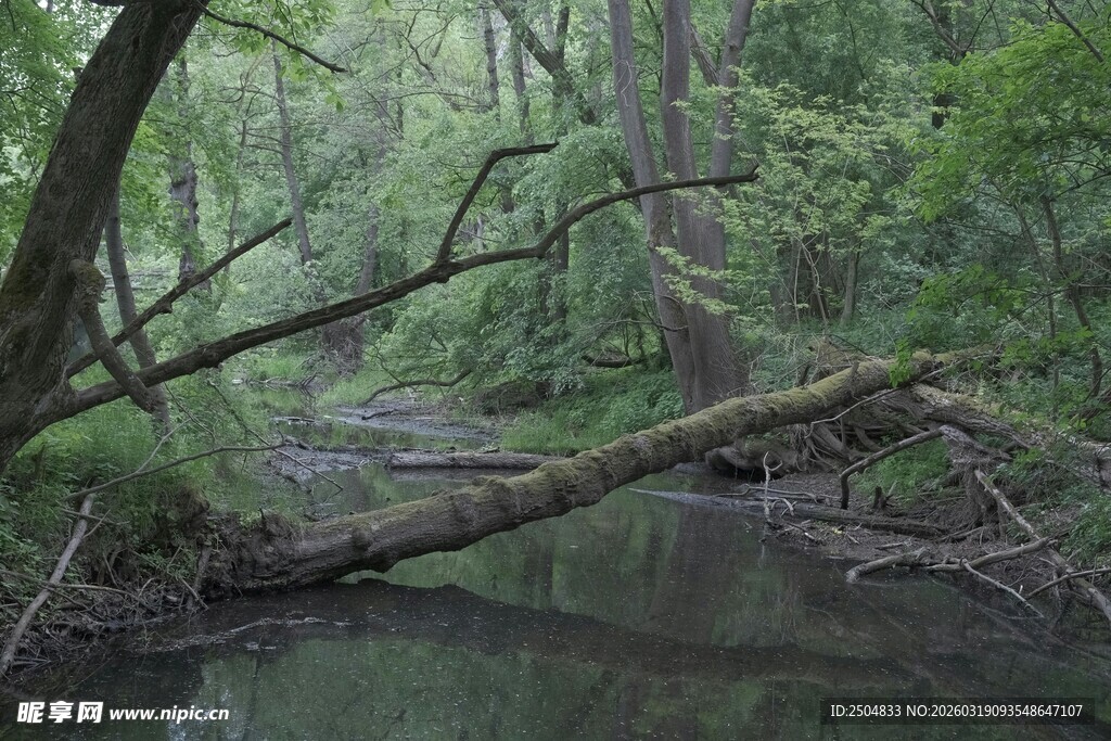 林间溪流 横卧枯木之景