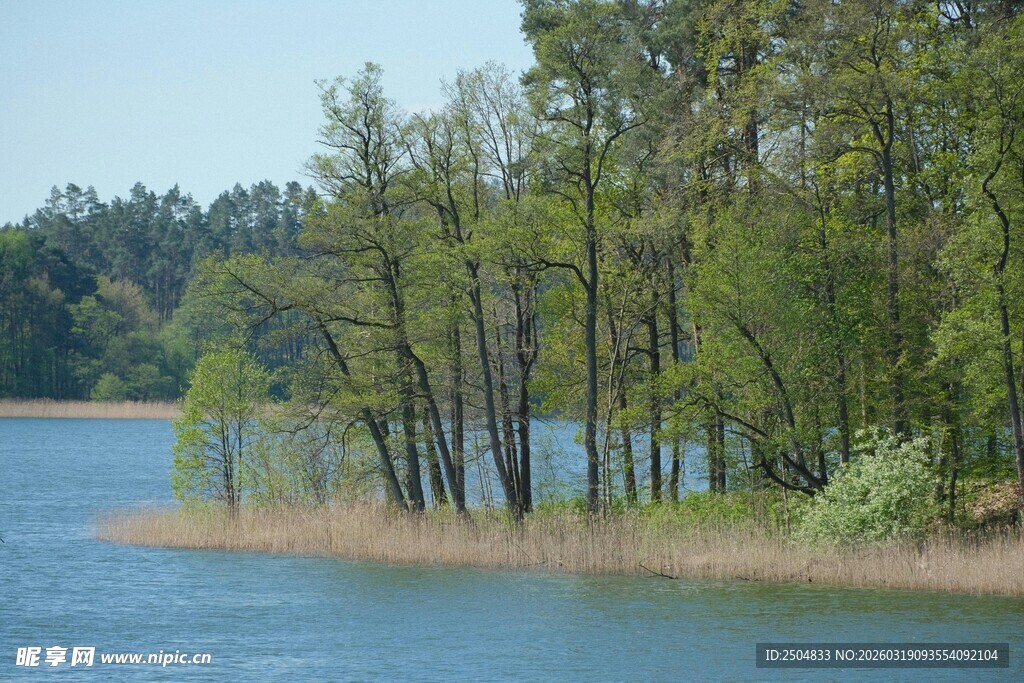 湖畔葱郁树林风景