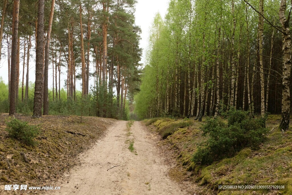 林间小径 静谧自然之景