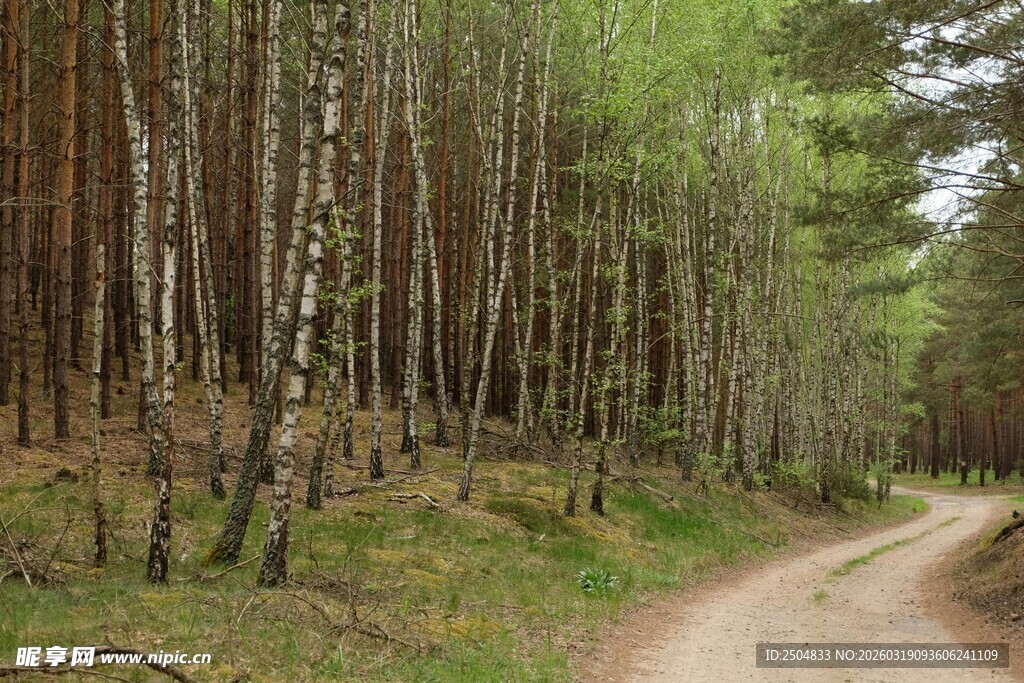 林间土路 静谧森林景致