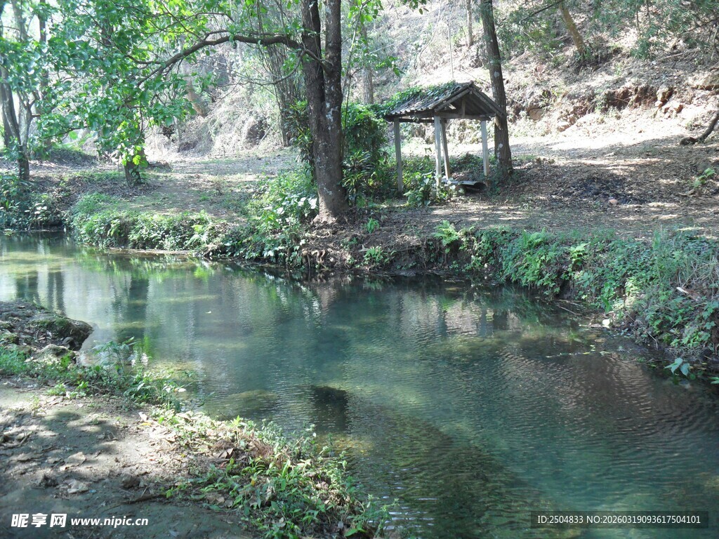 林间清澈小溪畔的静谧景致