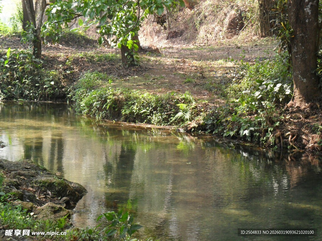 宁静溪边的自然景致