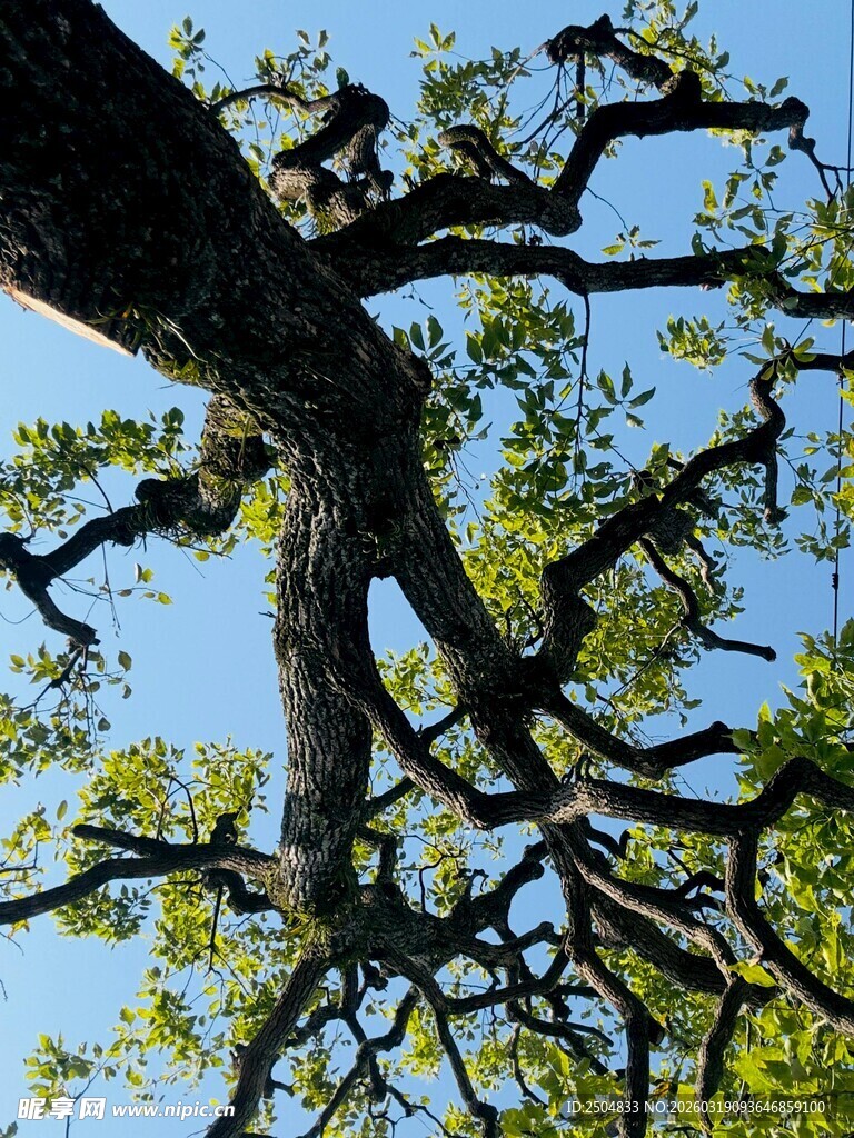 仰观虬枝繁叶大树
