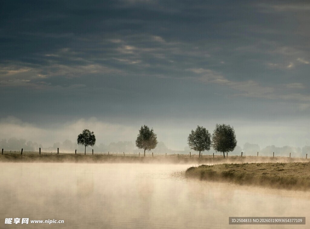 雾中四树 静谧田野风光