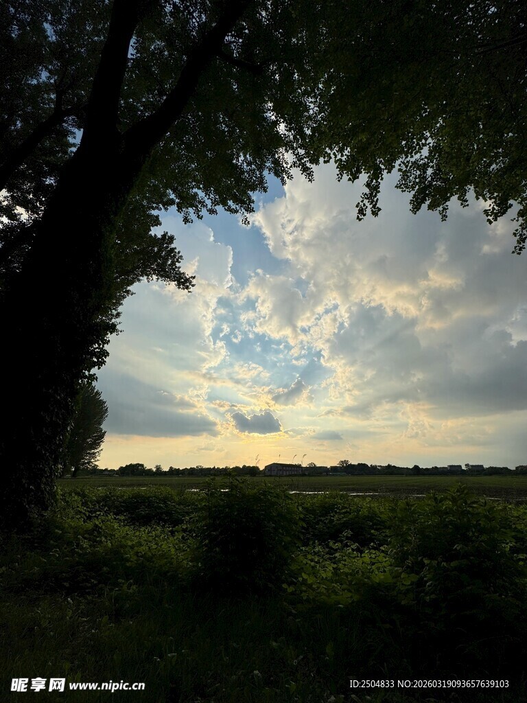 黄昏下的树与天边云彩
