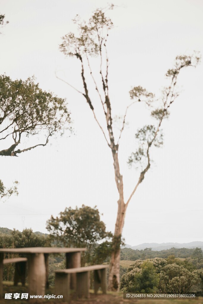 野外树木与木质观景台