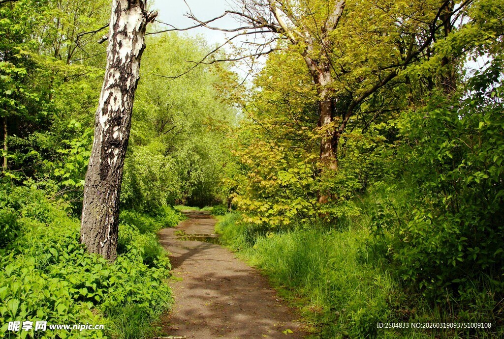 林间小径绿意盎然