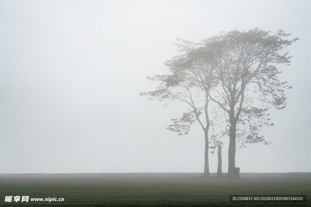雾中孤树的静谧景象
