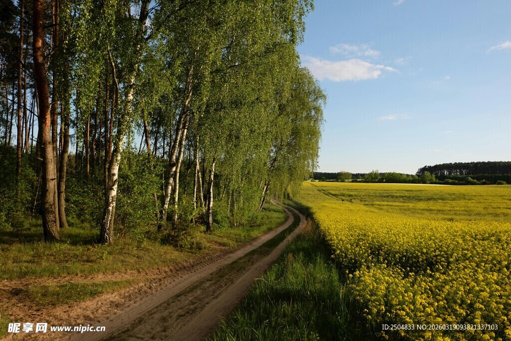 乡间土路旁的桦林与花田