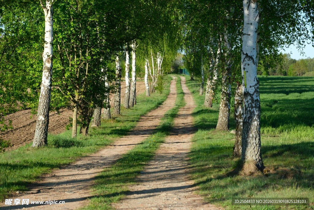 林间小径 漫步自然之境