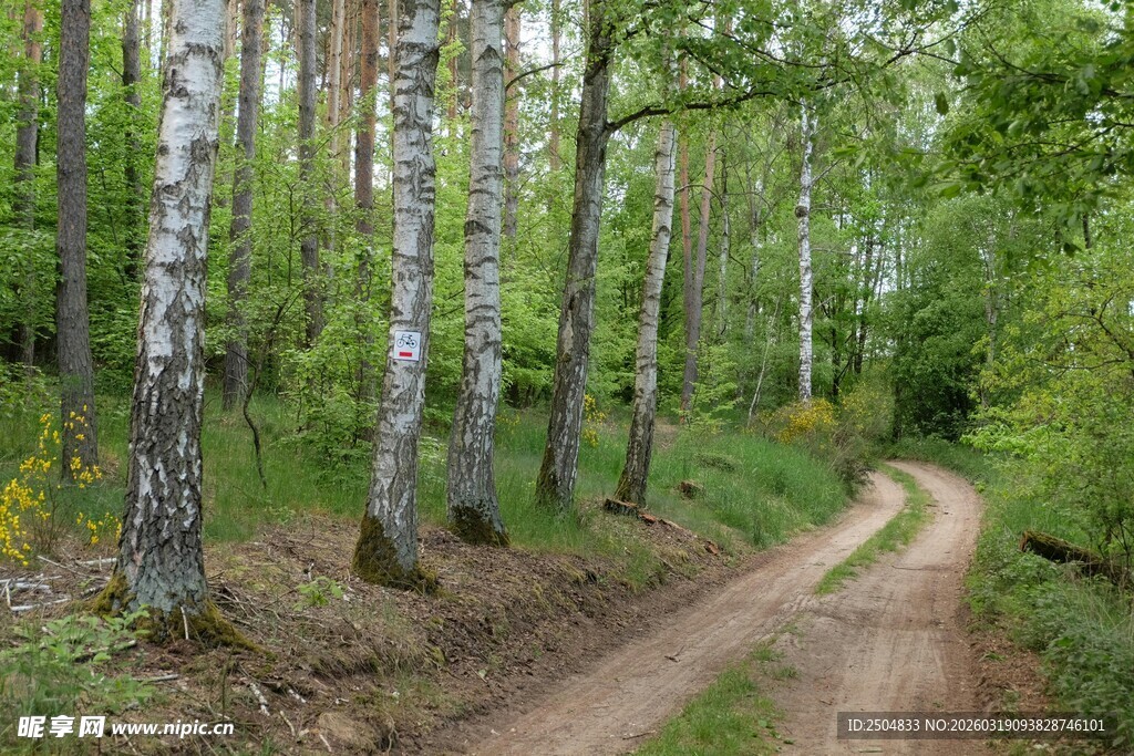林间蜿蜒土路 绿意盎然