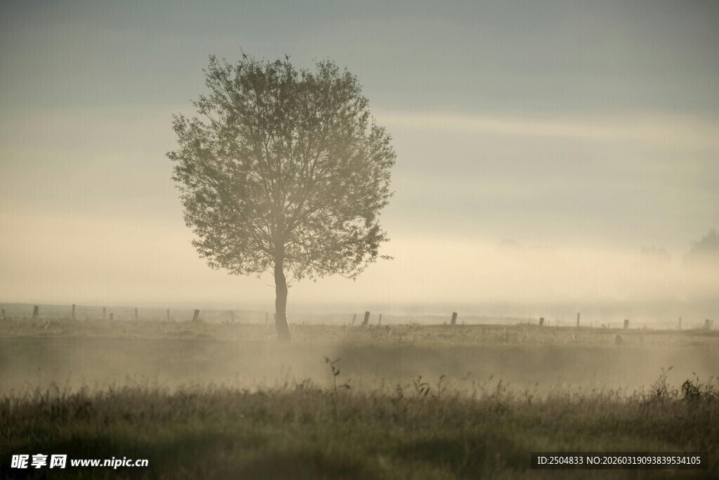雾中孤树 静谧原野景象