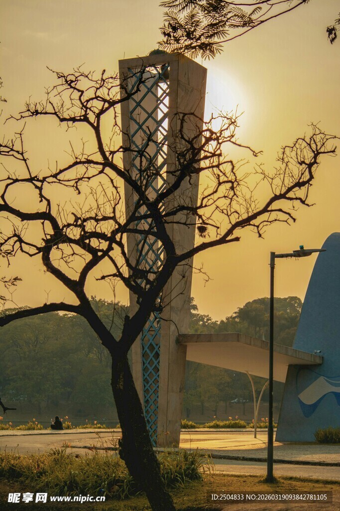 夕阳下枯树与现代建筑