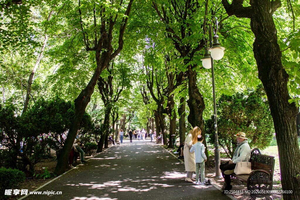 林荫小道上的休闲时光