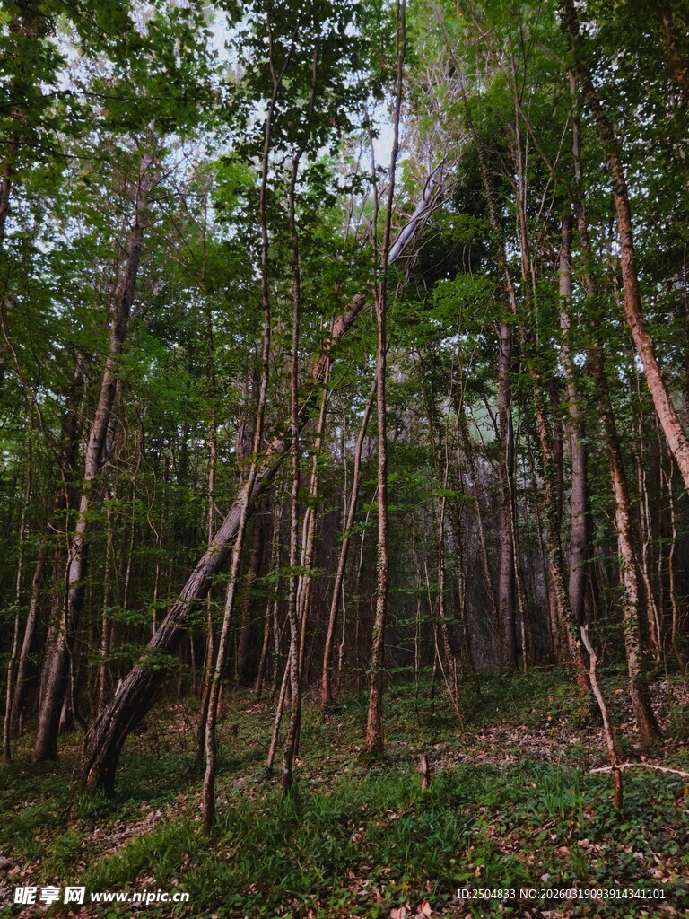 茂密树林中的自然景象