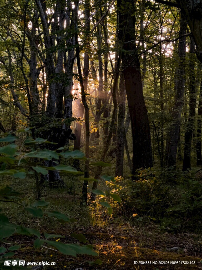 阳光洒落的静谧森林