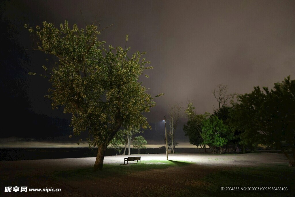 夜晚树下的静谧灯光场景