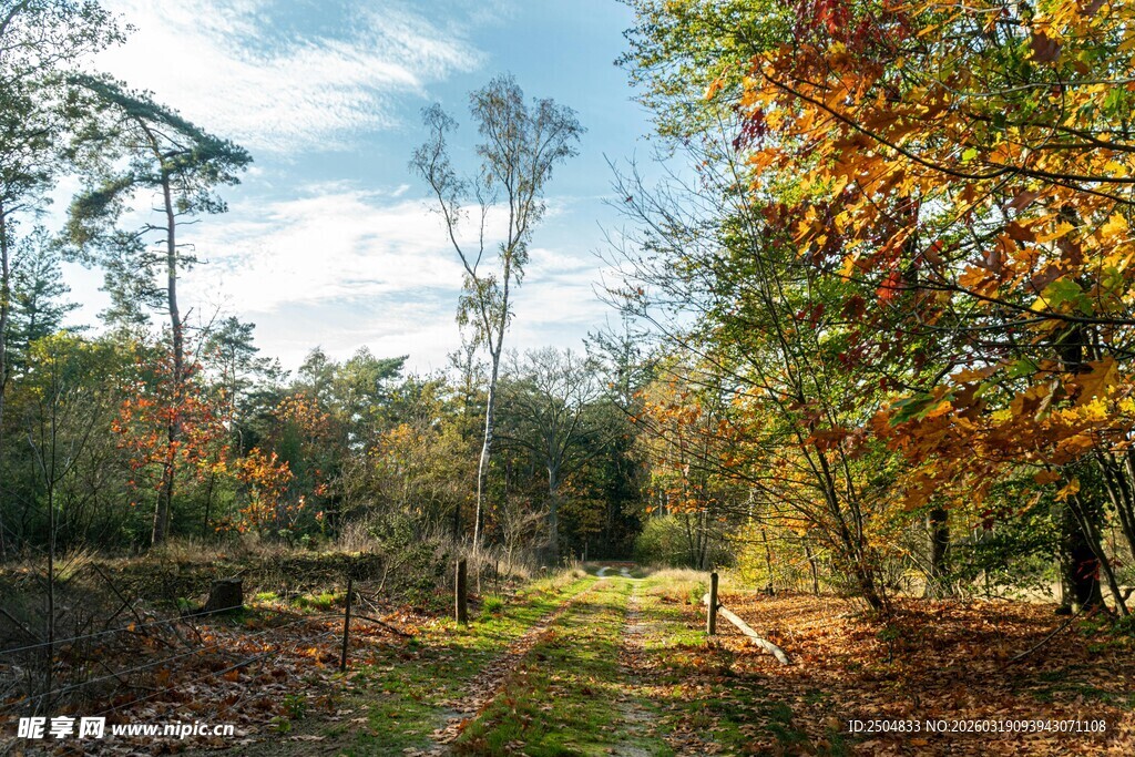 秋日林间小道美景
